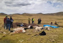 7 Alpacas que fueron fulminadas por rayo en la comunidad de Cangalli Pichacani 11 7 Alpacas que fueron fulminadas por rayo en la comunidad de Cangalli Pichacani 5