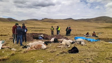 7 Alpacas que fueron fulminadas por rayo en la comunidad de Cangalli Pichacani 8 7 Alpacas que fueron fulminadas por rayo en la comunidad de Cangalli Pichacani 5
