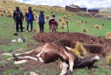 Defensa civil de Nuñoa verificó la muerte de un toro por descarga eléctrica 10 Defensa civil de Nunoa verifico la muerte de un toro por descarga electrica 1